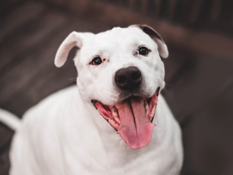 Is It Safe To Give Dogs Tums